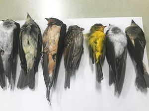 Misteri Ratusan Ribu Burung Mati Mendadak
