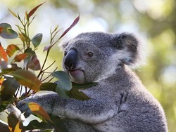 Dikira Hiasan, Ternyata Ada Koala Sungguhan di Pohon Natal