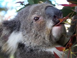Dikira Cupu Ternyata Suhu, Koala Mampu Hancurkan Hutan