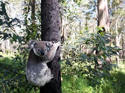 Kenapa Koala Suka Memeluk Pohon? Ini Hasil Studi Ilmuwan
