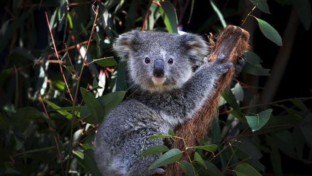 Diprediksi Punah 2050, Koala New South Wales Berpacu dengan Waktu
