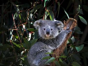 Diprediksi Punah 2050, Koala New South Wales Berpacu dengan Waktu Diprediksi Punah 2050, Koala New South Wales Berpacu dengan Waktu