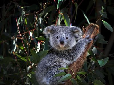 Diprediksi Punah 2050, Koala New South Wales Berpacu dengan Waktu