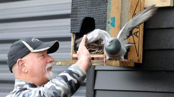 Flappy, Si Burung Dara yang Suka Tos