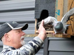 Kenalkan Ini Flappy, Burung Dara yang Suka Tos