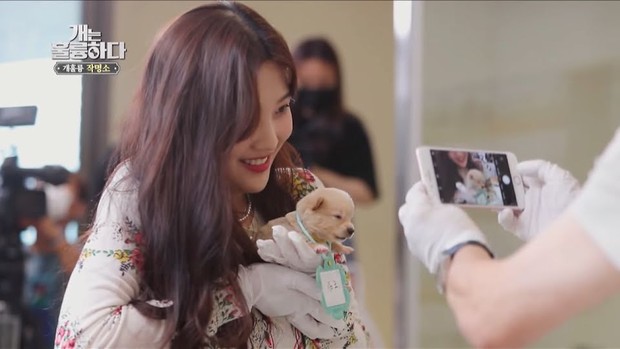 Joy Saat Jadi Bintang Tamu di Dogs are Incredible/ Foto: Koreaboo Joy Saat Jadi Bintang Tamu di Dogs are Incredible/ Foto: Koreaboo