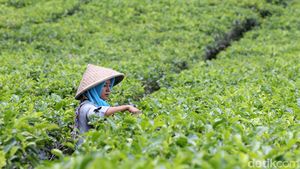 Menikmati Indahnya Panorama Kebun Teh Nglinggo