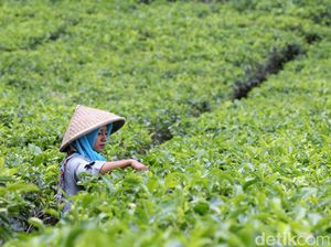 6 Potensi Sumber Daya Alam Indonesia, dari Pertanian hingga Pertambangan 6 Potensi Sumber Daya Alam Indonesia, dari Pertanian hingga Pertambangan
