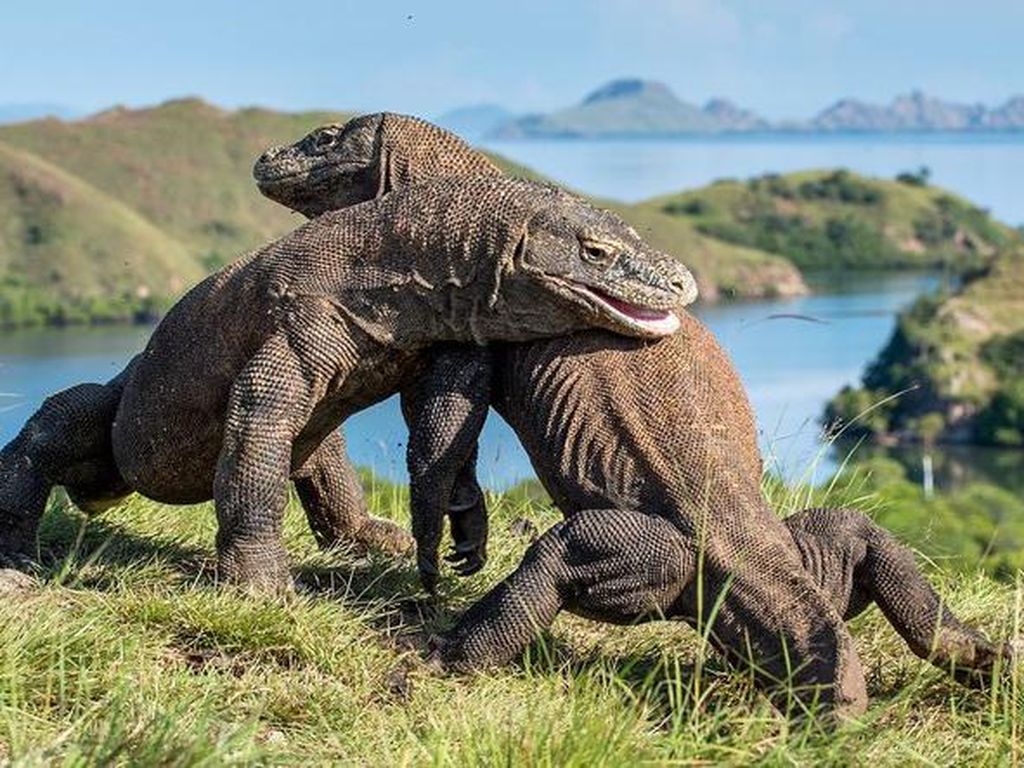 Terpopuler: Digigit Komodo Harus Amputasi? Terpopuler: Digigit Komodo Harus Amputasi?