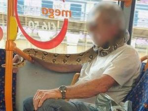 Jangan Ditiru, Pria Ini Pakai Ular Buat Masker Pas Naik Bus