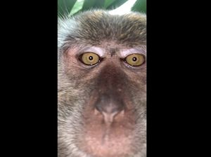 Monyet Curi iPhone X Lalu Selfie-selfie, Ini Hasilnya