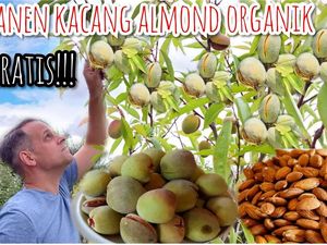 Keseruan Wanita Banyuwangi Saat Panen Almond di Inggris, Langsung dari Pohon! Keseruan Wanita Banyuwangi Saat Panen Almond di Inggris, Langsung dari Pohon!