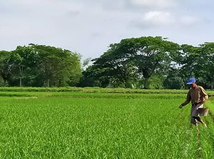 Pengamat Sebut Sektor Pertanian Bisa Jadi Bantalan Hadapi Resesi