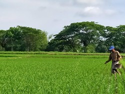 Pak Mentan, Petani Pusing Nih Cari Pupuk Subsidi