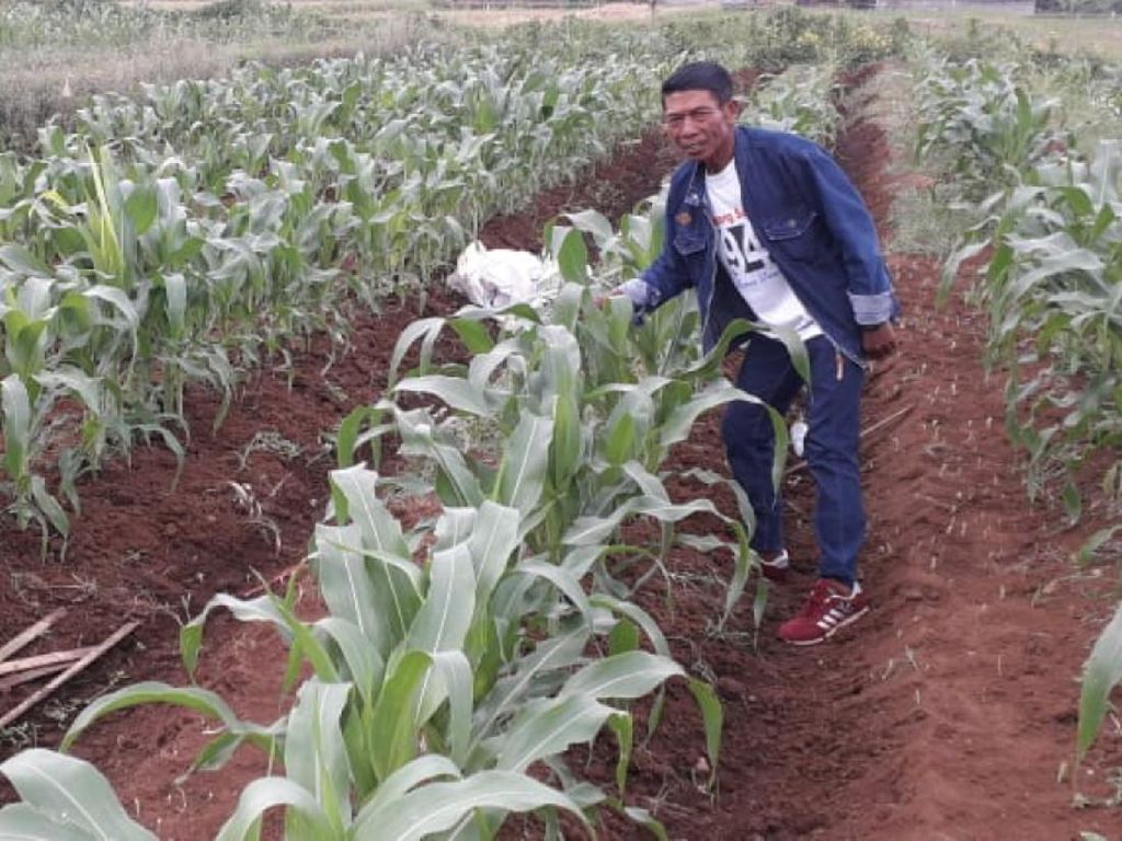 Petani Palawija di Sukabumi Keluhkan Serangan Hama Keresek Petani Palawija di Sukabumi Keluhkan Serangan Hama Keresek