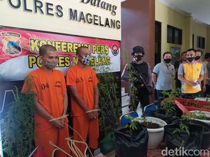 Beli Bibit Via Online, 2 Pria Magelang Tanam 45 Tanaman Ganja Beli Bibit Via Online, 2 Pria Magelang Tanam 45 Tanaman Ganja