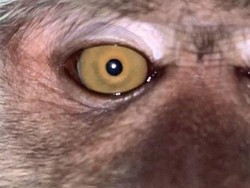 Pria Malaysia Temukan Selfie Monyet dalam Ponsel yang Hilang di Hutan