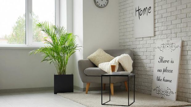 Decorative Areca palm in interior of room