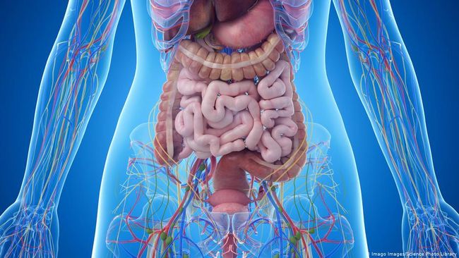 Transplantasi Tinja untuk Sembuhkan Penyakit Transplantasi Tinja untuk Sembuhkan Penyakit