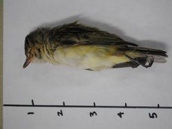 Menguak Misteri Ratusan Ribu Burung Bertingkah Aneh dan Mati Massal