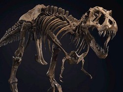 Kerangka Dinosaurus Berusia 60 Juta Tahun Dilelang, Siapa Mau?