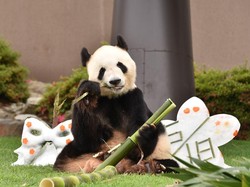 Selamat! Giant Panda Tertua di Dunia Rayakan Ultah ke-28