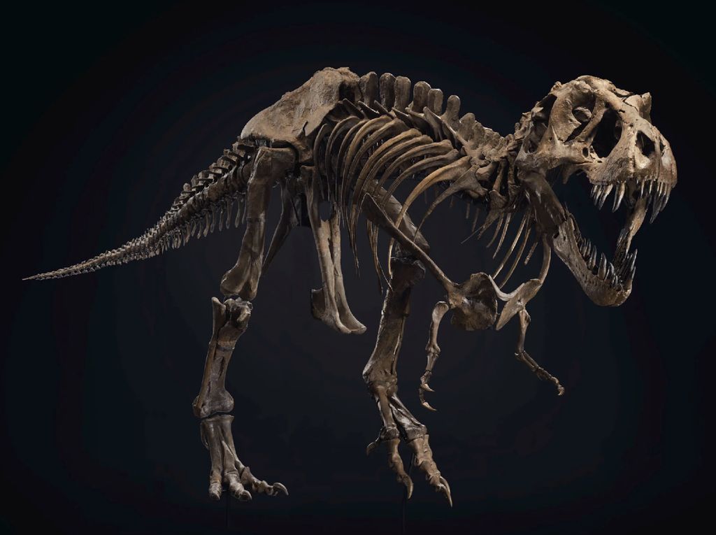 Kerangka Lengkap T-rex Dijual Rp 89 Miliar, Mau Beli? Kerangka Lengkap T-rex Dijual Rp 89 Miliar, Mau Beli?