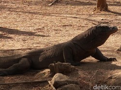 5 Fakta Komodo, Hewan Khas yang Ada di Negara Indonesia