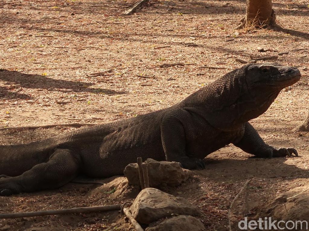 5 Fakta Komodo, Hewan Khas yang Ada di Negara Indonesia 5 Fakta Komodo, Hewan Khas yang Ada di Negara Indonesia