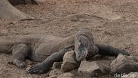 Foto: Mencari Komodo di Sarangnya