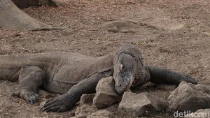 Foto: Mencari Komodo di Sarangnya