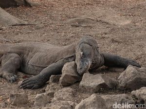 Foto: Mencari Komodo di Sarangnya