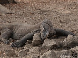 Taman Nasional Komodo Ditutup Sementara Selama Proyek Pembangunan