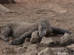 Ngenes! Komodo Vs Truk Proyek di Taman Nasional Ngenes! Komodo Vs Truk Proyek di Taman Nasional