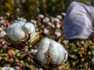 AS Blokir Produk dari Xinjiang Atas Dugaan Kerja Paksa, China Sebut AS Bully