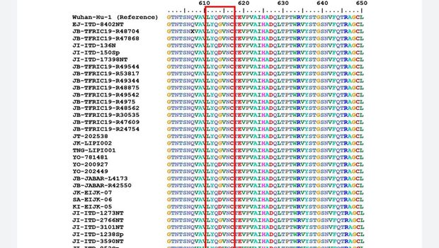 Susunan asam amino RNA virus corona yang berpotensi menimbulkan fenomena ADE