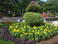 Foto: Taman Bunga Cantik di Malaysia, Bukan Indonesia