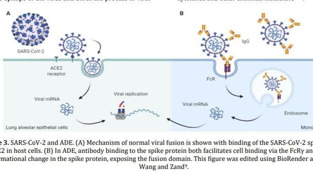 Virus corona infeksi inang, jika terbukti ADE maka virus corona bisa menginfeksi sistem imun.
