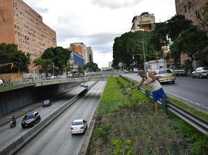 Krisis Ekonomi, Warga Venezuela  Menanam Sayur Mandiri