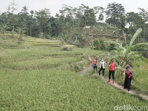 Hiking Sentul Upaya Warga Cari Penghasilan Setelah Kehilangan Sawah Hiking Sentul Upaya Warga Cari Penghasilan Setelah Kehilangan Sawah