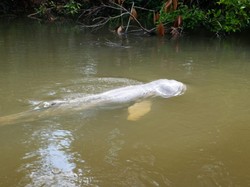 Ikan Pesut Masuk Sungai di Riau, BBKSDA: Tanda Kondisi Alam Masih Bagus