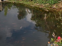 Unik, Warga Dieng Pelihara Ikan di Air Hangat