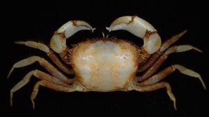 Foto: Memiliki Bentuk Unik, Ini 5 Spesies Biota Laut Baru di Indonesia
