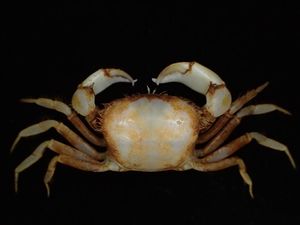 Foto: Memiliki Bentuk Unik, Ini 5 Spesies Biota Laut Baru di Indonesia