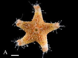 Yuk, Kenali 5 Spesies Biota Laut Baru di Indonesia