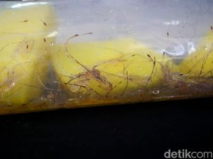 Ekspor Benih Lobster Bisa Saja Dibuka Lagi, Asalkan... Ekspor Benih Lobster Bisa Saja Dibuka Lagi, Asalkan...