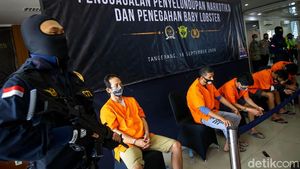 Jutaan Benih Lobster Ilegal Gagal Terbang ke Vietnam