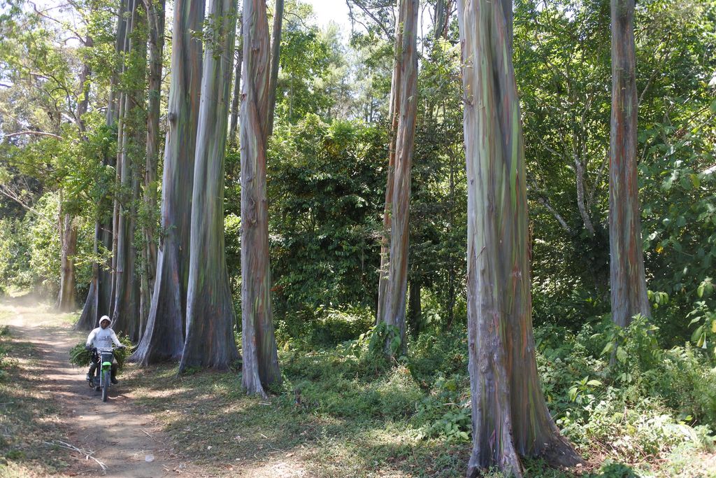 Pengendara motor melewati pohon warna-warni atau Eucalyptus deglupta di Kawasan Hutan Dengan Tujuan Khusus (KHDTK) Desa Sumberwringin, Kecamatan Sumberwringin, Bondowoso, Jawa Timur, Jumat (18/9/2020). Kawasan hutan seluas 23 hektare tersebut memiliki beraneka jenis tanaman untuk bahan penelitian, salah satunya yang disebut pohon warna-warni atau Eucalyptus deglupta karena batang pohon itu mengeluarkan gradasi warna merah, kuning, hijau, biru tua juga coklat. ANTARA FOTO/Seno/pras.0