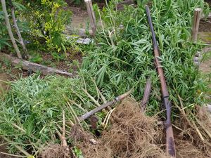 Polda Bengkulu Temukan 1.500 Batang Ganja di Ladang Kopi Warga