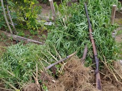 Polda Bengkulu Temukan 1.500 Batang Ganja di Ladang Kopi Warga